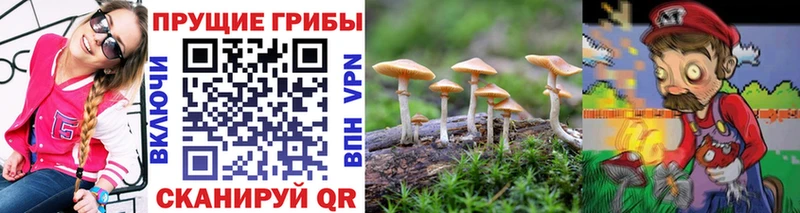 Галлюциногенные грибы Psilocybe Мариинский Посад